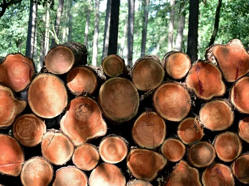 Bușteni stivuiți la marginea pădurii